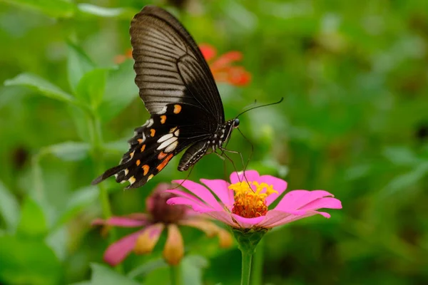 Gros Plan Papillon Fleur Belle Flore — Photo