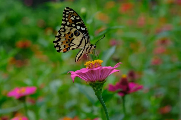Красивая Бабочка Фоне Природы — стоковое фото
