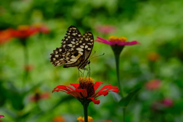 Vista Cerca Hermosa Mariposa Sentada Flor —  Fotos de Stock
