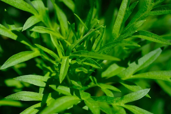 stock image green leaves of a plant in the garden