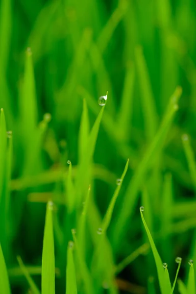 Green Grass Dew Drops Natural Background — Stock Photo, Image