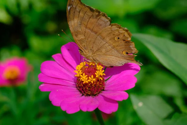 Бабочка Цветке Крупным Планом Макроснимок — стоковое фото