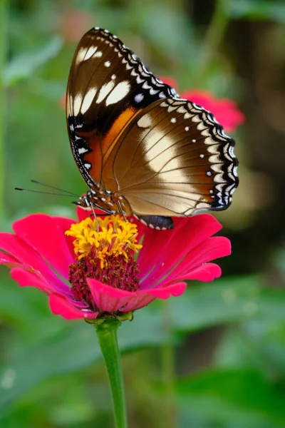 Papillon Assis Sur Une Fleur — Photo