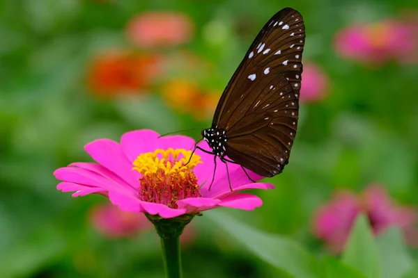 Beau Papillon Sur Fleur Rose — Photo
