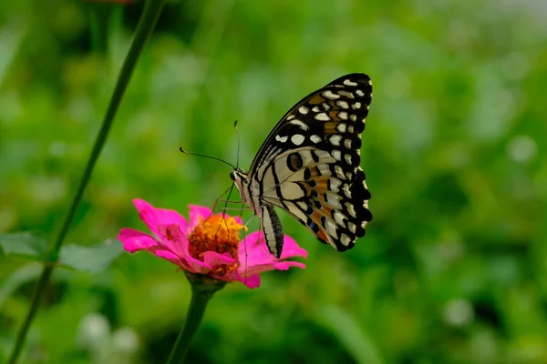 Beautiful Butterfly Pink Flower — Stock Photo, Image