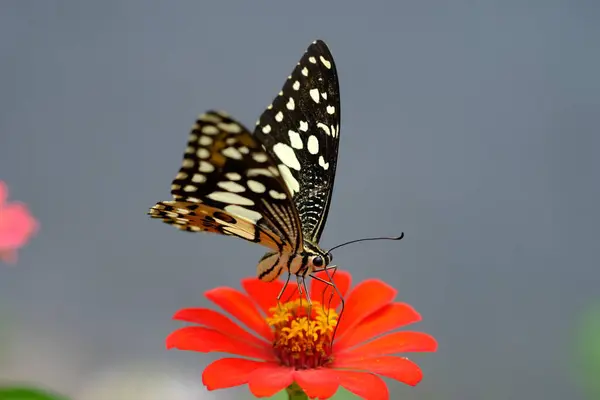 Gros Plan Papillon Assis Sur Une Fleur — Photo