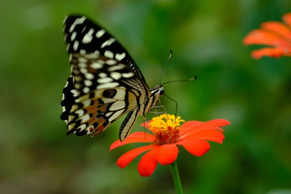 Primer Plano Mariposa Colores Flor —  Fotos de Stock