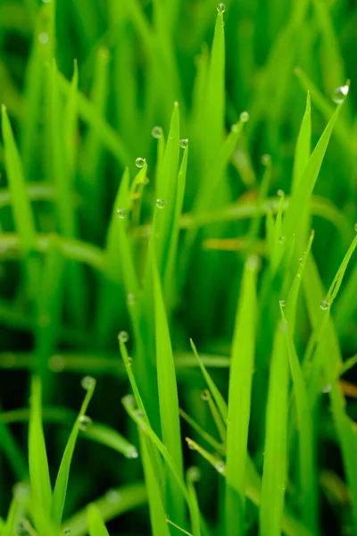 露が落ちる緑の草自然背景 — ストック写真