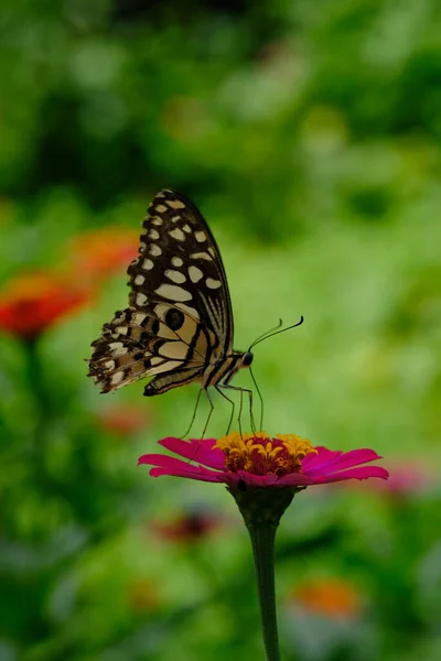 Papillon Assis Sur Fleur Pré Vert — Photo