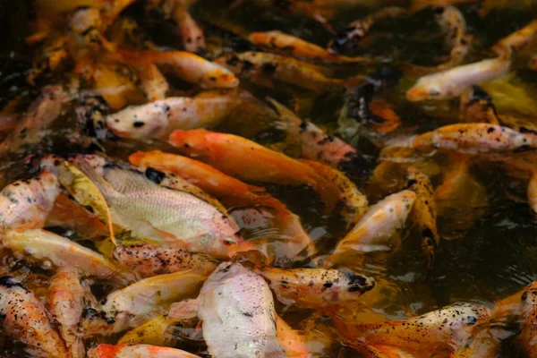 Закрыть Вид Красивую Рыбу Кои Воде — стоковое фото
