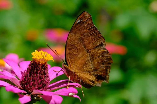 Close Shot Butterfly Flower — Stock Photo, Image