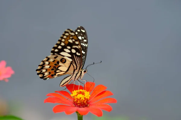 Вид Красивую Красочную Бабочку — стоковое фото