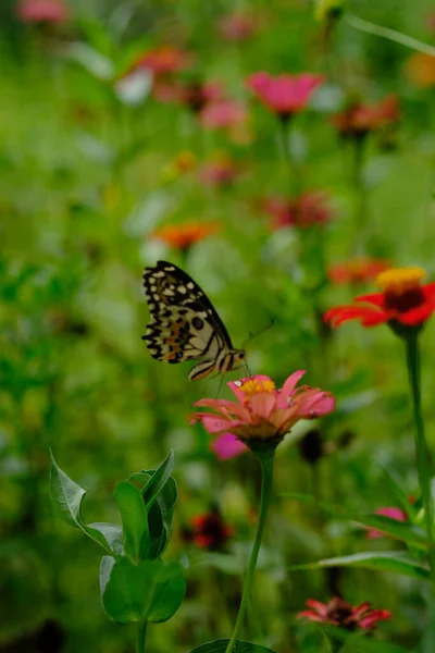 Красивая Бабочка Цветке Саду — стоковое фото