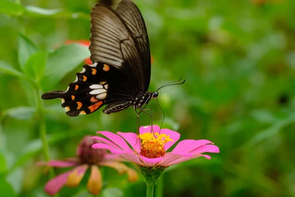 Güzel Kelebek Pembe Çiçekte — Stok fotoğraf