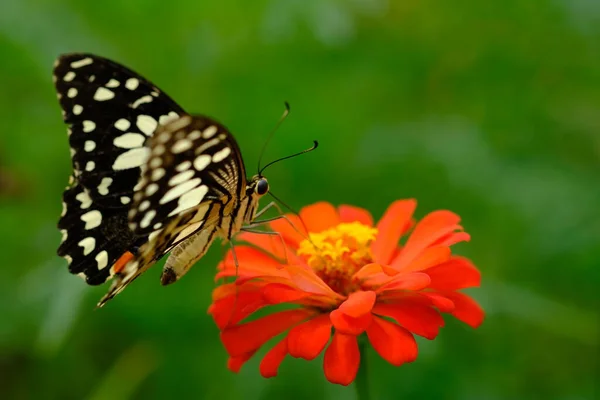 Papillon Assis Sur Une Fleur Beau Fond Naturel — Photo