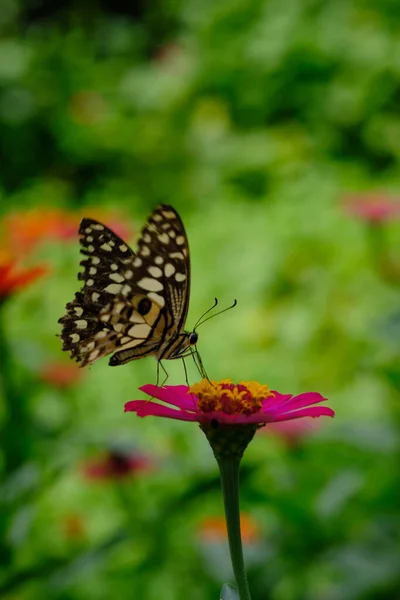 Çiçeğin Üzerinde Oturan Güzel Bir Kelebeğin Görüntüsü — Stok fotoğraf