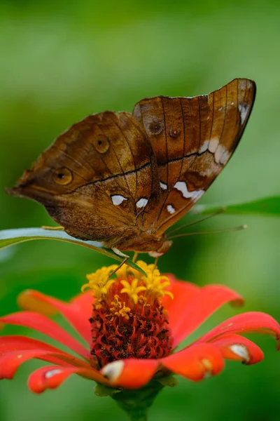 Gros Plan Papillon Sur Fleur — Photo
