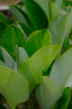 Heliconia ya da muz çiçeği, genellikle süs muzu olarak adlandırılan ve Strelitzia 'ya benzeyen Musaceae grubuna ait tropikal bir bitki türüdür..