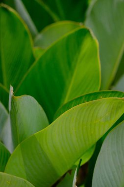 Heliconia ya da muz çiçeği, genellikle süs muzu olarak adlandırılan ve Strelitzia 'ya benzeyen Musaceae grubuna ait tropikal bir bitki türüdür..