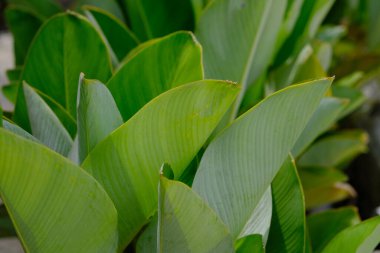 Heliconia ya da muz çiçeği, genellikle süs muzu olarak adlandırılan ve Strelitzia 'ya benzeyen Musaceae grubuna ait tropikal bir bitki türüdür..