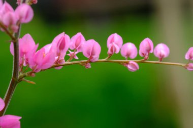 Dışarıda yetişen güzel çiçekler. Kapatın.