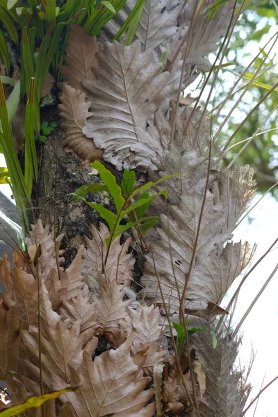 Aglaomorpha Quercifolia Широко Известная Папоротник Папоротник Дубовой Корзины Крупным Планом — стоковое фото