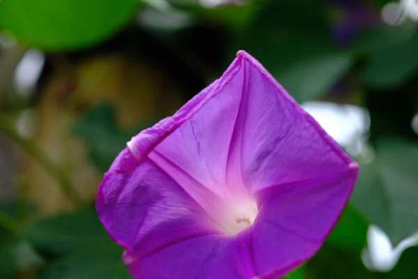 Крупним Планом Вид Квітучої Фіолетової Квітки — стокове фото