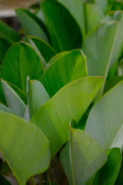 stock image Heliconia or banana flower is a type of tropical ornamental plant, often referred to as ornamental banana, belonging to the Musaceae group which is similar to the Strelitzia.