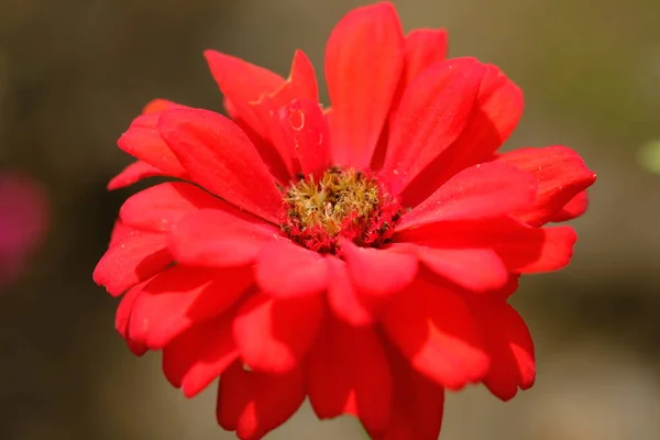 Bela Flor Vermelha Perto — Fotografia de Stock