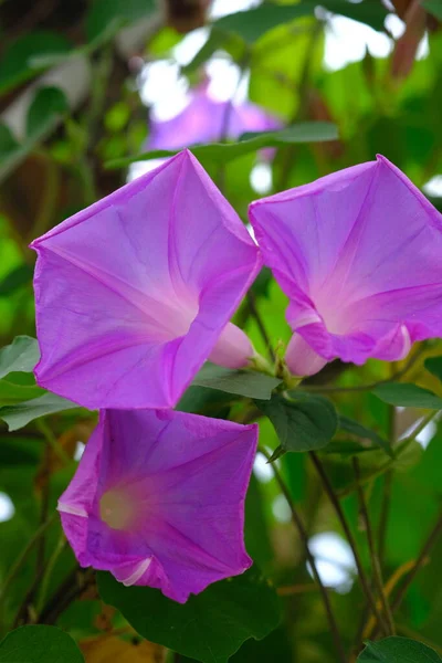 Vista Cerca Flores Color Púrpura Flor — Foto de Stock
