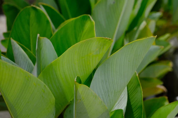 Stock image Heliconia or banana flower is a type of tropical ornamental plant, often referred to as ornamental banana, belonging to the Musaceae group which is similar to the Strelitzia.