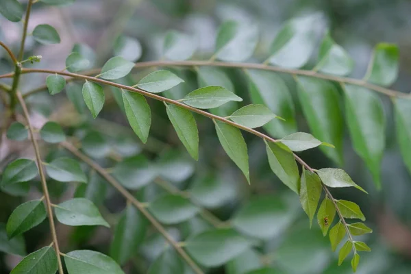 stock image green leaves of a plant, selective focus 