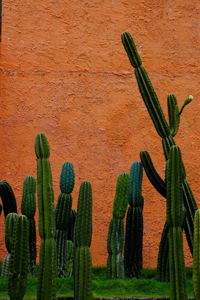 stock image Echinopsis pachanoi or San Pedro Cactuses is a fast-growing columnar cactuses native to the Andes Mountains.