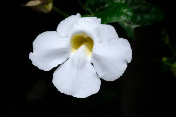 Hermosa Flor Blanca Jardín — Foto de Stock