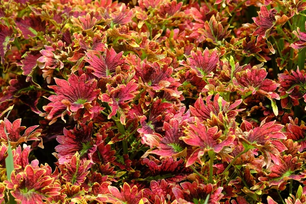 stock image Coleus scutellarioides, miana or coleus, is a species of flowering plant in the family of Lamiaceae.