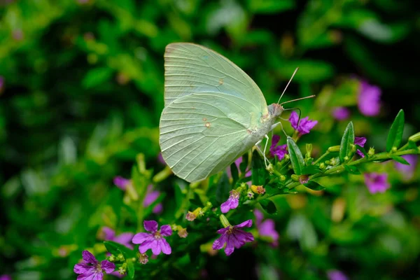 Butterfly Sitting Plant Garden — Stock Photo, Image