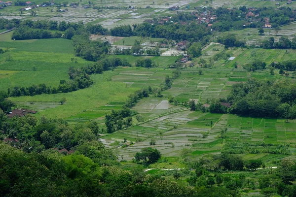 Aerial view of rural areas, there are rice fields and residential areas.