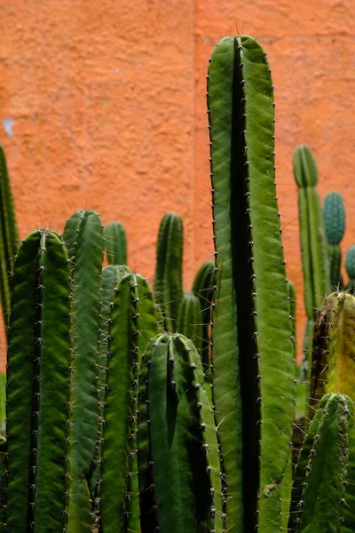 Echinopsis Pachanoi San Pedro Cactuses Cactus Columnar Rápido Crecimiento Nativo — Foto de Stock
