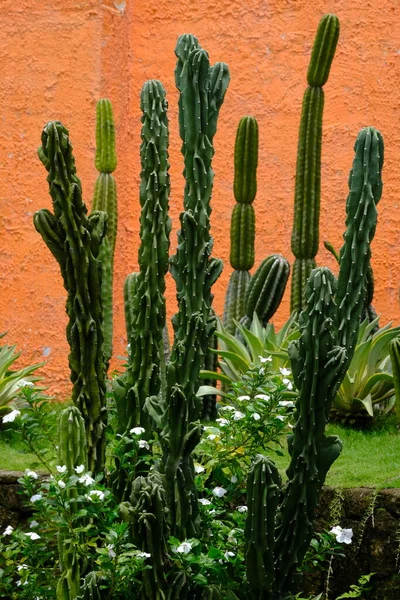 Echinopsis pachanoi ya da San Pedro Kaktüsleri, And Dağları 'na özgü hızlı büyüyen bir kaktüstür..