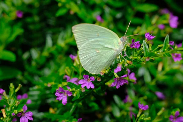 Farfalla Seduta Sulla Pianta Giardino — Foto Stock