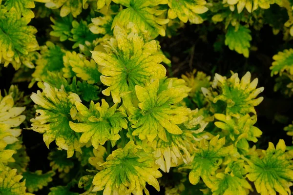 Coleus Scutellarioides Uma Espécie Angiospérmica Família Lamiaceae Folhas Miana Verde — Fotografia de Stock