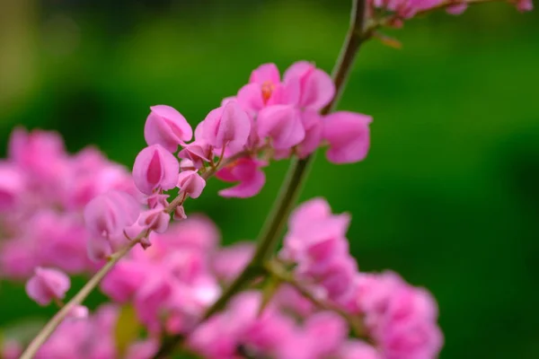 stock image pink flowers on blurred background