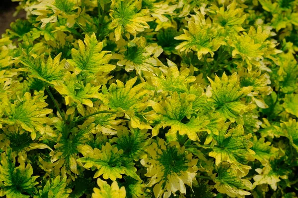 Coleus Scutellarioides Uma Espécie Angiospérmica Família Lamiaceae Folhas Miana Verde — Fotografia de Stock