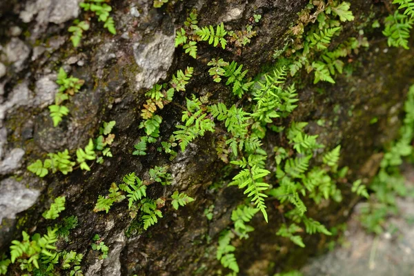 Texturen Växt Trädstammen — Stockfoto
