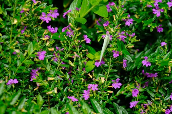 Belles Fleurs Violettes Dans Jardin Été — Photo