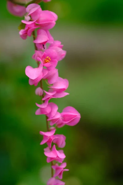 Vackra Blommor Växer Utomhus Närbild — Stockfoto