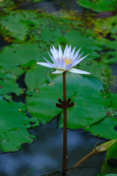 Wonderful White Water Lily Pond — Stock Photo, Image