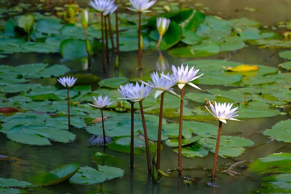池塘里美丽的白色睡莲 — 图库照片