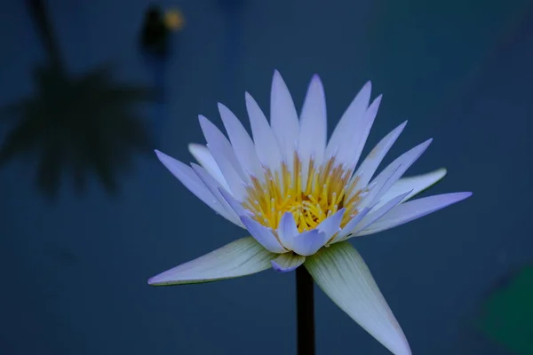 Красива Біла Квітка Лотоса Відображенням Озері День — стокове фото