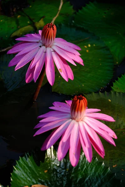 Rózsaszín Liliomok Tóban Nymphaeaceae Egy Család Virágzó Növények Közismert Nevén — Stock Fotó